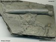 Belemnite_pascillosus